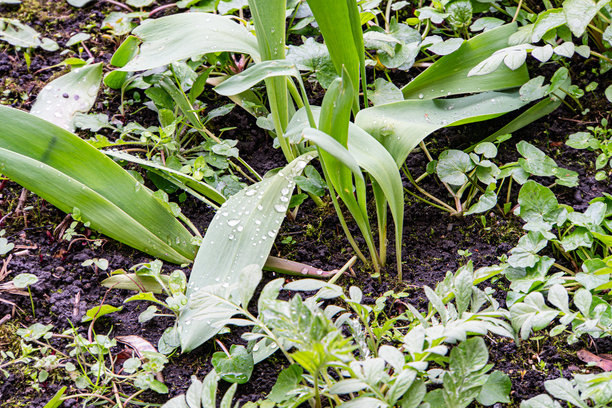 生机勃勃的花园场景特写，年轻的玉米苗从肥沃的土壤中冒出，周围是不同生长阶段的各种植物和小杂草。这张照片象征着生命的复苏。图片下载