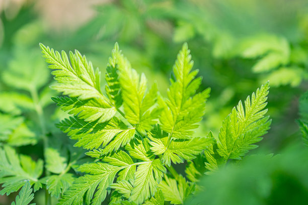 明亮绿色植物叶子的特写照片，中央叶子边缘卷曲且有明显锯齿，背景暗示自然环境。图片下载