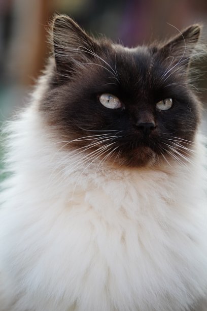 猫的脸部特写照片图片下载