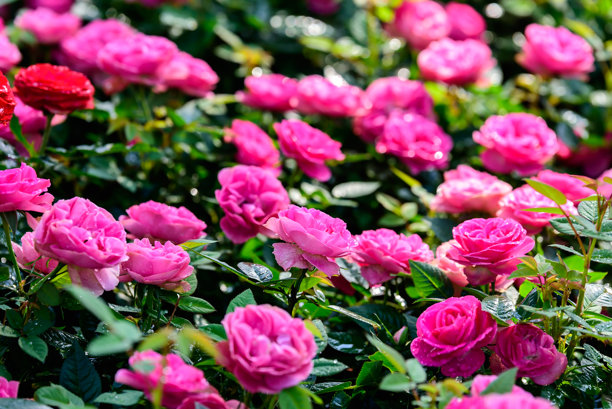 浪漫的粉色玫瑰，农业农场盛开的玫瑰，美丽花朵背景的图片，令人惊叹的粉色玫瑰。图片下载