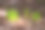 春季森林中可爱年轻的绿色幼芽特写照片图片下载