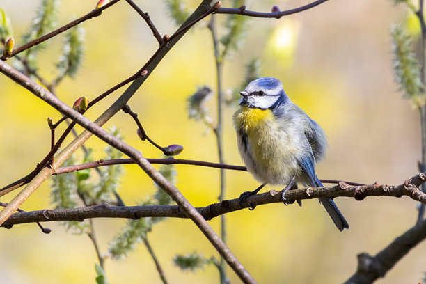 欧亚蓝雀（Cyanistes caeruleus）栖息在树枝上的野生动物照片。图片下载