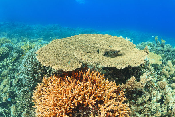 桌状珊瑚和指状珊瑚。蓝色 - 青绿色的珊瑚礁，浅水区和水面下的视角，留有空白空间。水下照片，海洋生物。图片下载