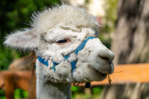 白色的羊驼佩戴着蓝色的缰绳，站在阳光明媚的花园中，特写照片。羊驼看起来很放松，正在嚼一根稻草，背景模糊的绿色和树干在它身后。图片下载