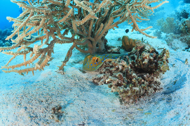 蓝点黄貂鱼，藏在珊瑚中，蓝色 - 青绿色的珊瑚礁，水下照片，海洋生物图片下载