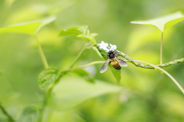 自然的小生物 - 照片中的蜜蜂拍摄于印度尼西亚兰邦的地铁，2025年1月5日图片下载