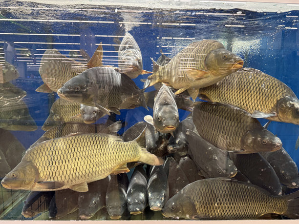 超市水族馆与鱼。可持续资源概念。手工移动照片，非人工智能。图片下载