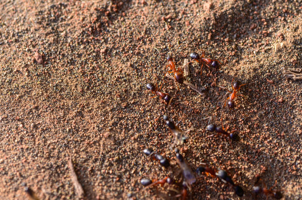 蚂蚁在巢穴入口附近的特写照片。拍摄于北塞浦路斯。自然光，野生动物和昆虫行为。图片下载
