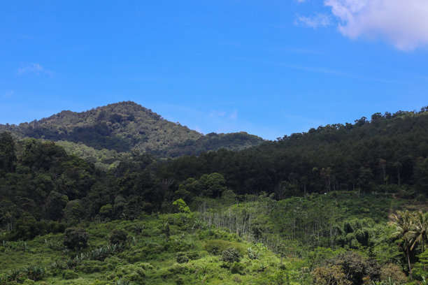 阳光明媚的山脉和热带森林照片图片下载