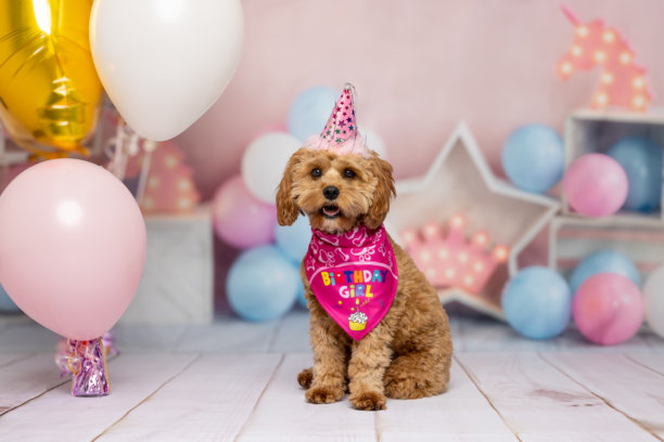 德国短毛指示犬特写，表情平静而专注，背景为深黑色摄影棚。柔和的光线突显了狗狗丰富的毛发质感和深邃的目光，使这张图片非常适合与犬种相关的内容和宠物主题。图片下载