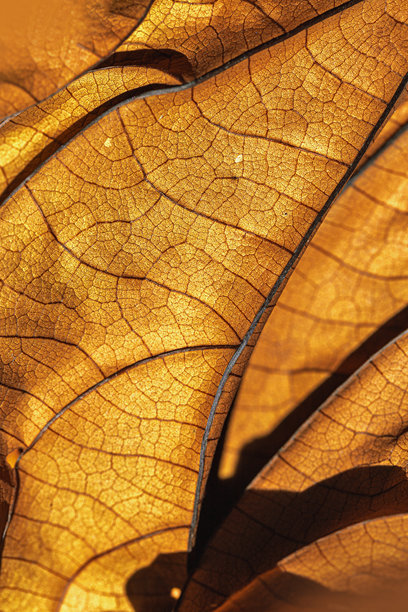 秋季干叶纹理背景。宏观照片展示了金棕色的干叶质地，枯萎的自然叶片在阳光下，暗影交错。温暖秋季色调中的叶脉图案，浅景深。图片下载