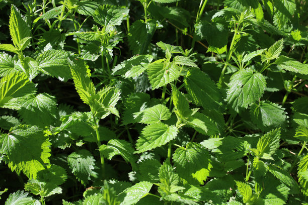 特写照片展示了密集的荨麻（Urtica dioica）灌木丛，具有其特有的锯齿状绿色叶子和茎。植物紧密交织，形成一片连续的绿色地毯。图片下载
