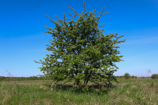 这张照片展示了一棵小树，茂密的绿色树叶生长在一片高草的田野中。树木位于画面的中央，树冠呈圆形。图片下载