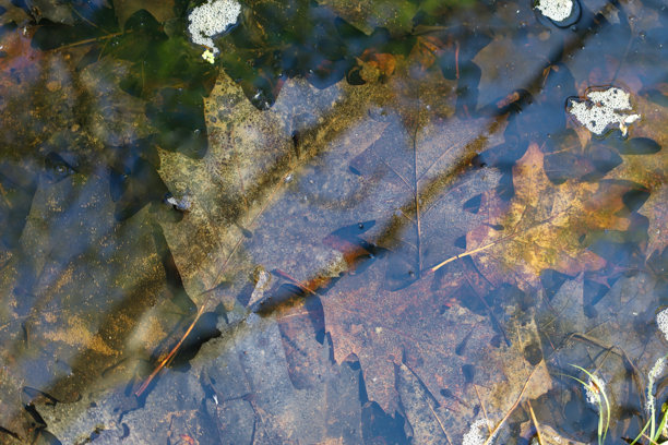 特写照片展示了落叶躺在浅水坑或缓慢流动的水底。叶子主要是棕色和黄色，有些显示出部分腐烂的迹象。图片下载