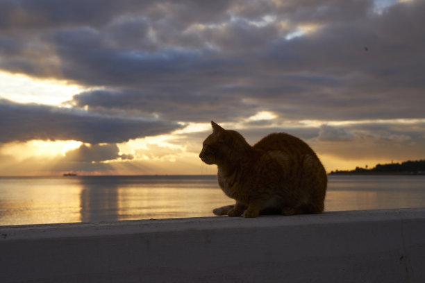一系列猫咪在海边的照片，背景是戏剧性的天空图片下载