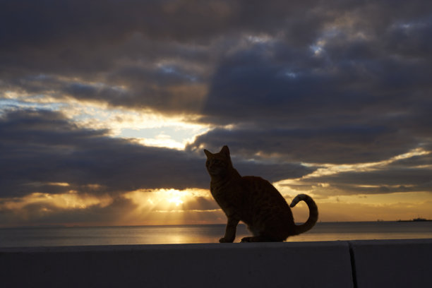 一系列猫咪在海边的照片，背景是戏剧性的天空图片下载