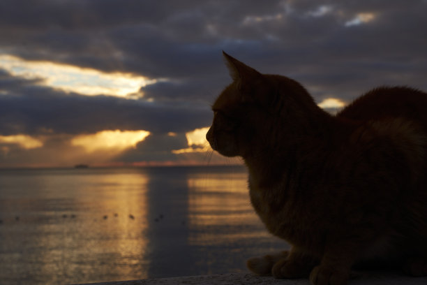 一系列猫咪在海边的照片，背景是戏剧性的天空图片下载