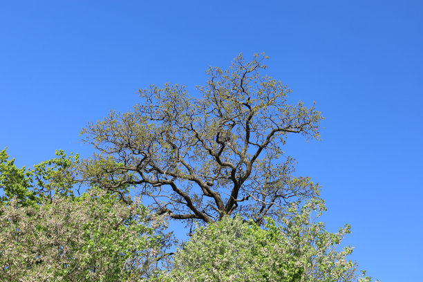 这张照片展示了一棵大树的树冠，树枝伸展，背景是晴朗的蓝天。树上部分覆盖着嫩绿的叶子，其他树的下部树枝上也可见白色花朵。图片下载