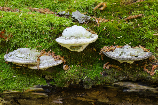 特写照片展示了三种生长在苔藓覆盖的倒木上的托盘菌。这些菌类有着浅灰白色的伞盖，表面不平整且有凸起，底部的多孔部分清晰可见。图片下载