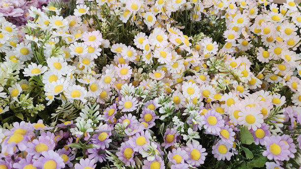 大群雏菊花的特写照片，俯视图。许多雏菊花的平铺照片。图片下载