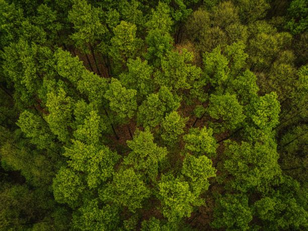 波兰乡村的生态土地，生态作物，来自无人机的绿色农田，鸟瞰绿色草地的电影照片，从上方俯瞰的绿色草坪，来自无人机的森林图片下载