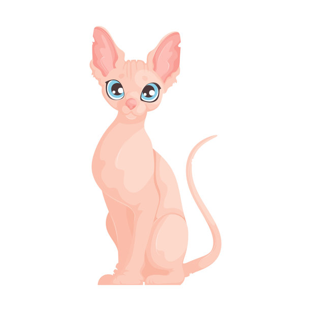 可爱的无毛斯芬克斯猫的矢量插图，拥有大大的蓝色眼睛，直立坐在白色背景上。图片下载