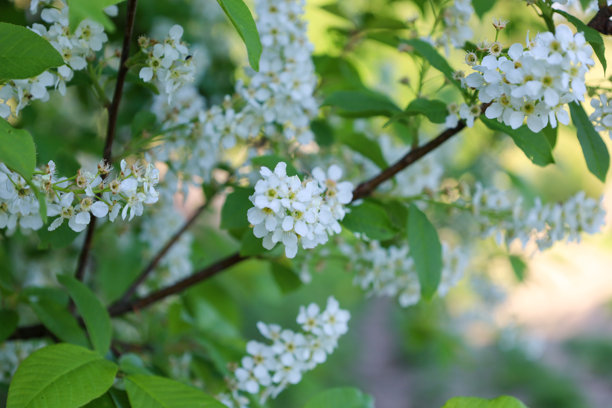乌克兰春季花园中，树枝上盛开着丰盈的白色小鸟樱花和绿色叶子，柔和的阳光洒下。特写镜头展现了细腻的春季花朵，照片传达出清新的感觉。图片下载