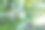 乌克兰春季花园中，树枝上盛开着丰盈的白色小鸟樱花和绿色叶子，柔和的阳光洒下。特写镜头展现了细腻的春季花朵，照片传达出清新的感觉。图片下载