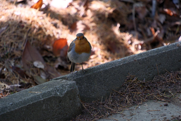 公园里的知更鸟（红胸鸲）。公园内混凝土板上的知更鸟，特写照片。图片下载