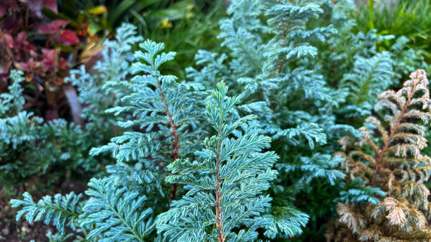 雪中蕨类植物的美丽风景照片图片下载