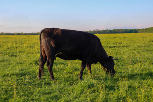 一头小角的大黑牛在宽敞的绿草地上吃草，草地上点缀着黄色花朵，明亮的天空下显得格外宁静。宁静的乡村风景中，这只孤独的动物安静地吃着草。照片传达出一种宁静和广阔的感觉。图片下载