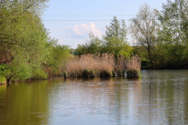 宁静的河流回水，黄色的水面被绿色树木和高大的干芦苇丛环绕，蓝天上飘着轻云。阳光下的乌克兰春季宁静风景，照片传达出宁静的氛围。图片下载