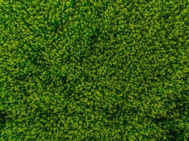 无人机拍摄的绿色农田，鸟瞰视角的绿色草地，绿色草地照片，从上方俯瞰的绿色草坪，鸟瞰视角的绿色草坪图片下载