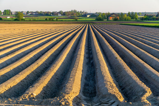 精心耕作的土地，平整的犁沟延伸到田野中。行列线条形成透视效果，背景中可以看到村庄建筑和绿色树木。照片是在柔和温暖的光线下拍摄的。土豆种植图片下载