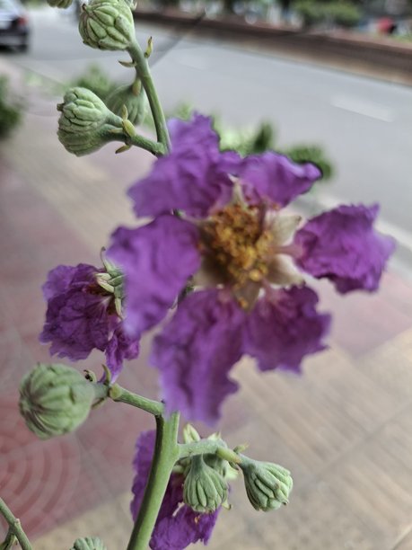 阳光下紫色花朵的特写照片，花瓣娇嫩。图片下载