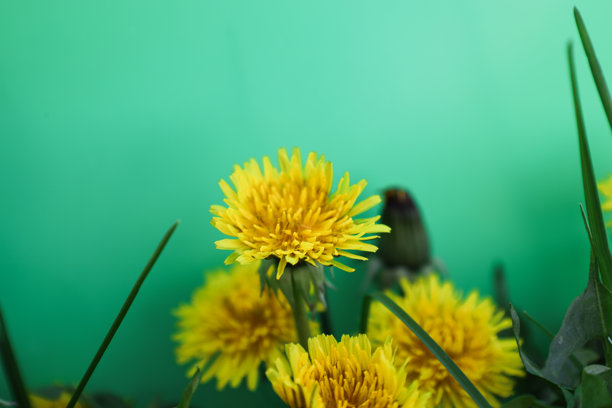 阳光明媚的春天，在乌克兰，明亮的黄色蒲公英花朵特写，背景是模糊的绿色草地。这些简单而快乐的野花象征着新生命的开始。照片传达出温暖的感觉。图片下载