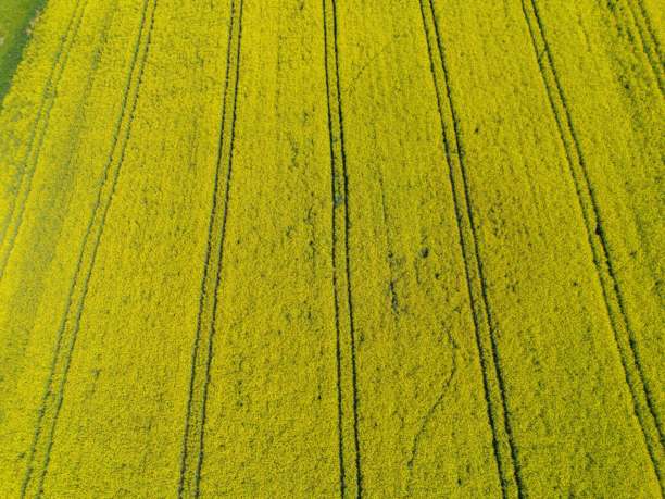 油菜花田，来自无人机的黄色油菜，油菜田，生态土地上的波兰村庄绿色照片，来自无人机的绿色农田，鸟瞰的绿色草地，绿色草地图片下载