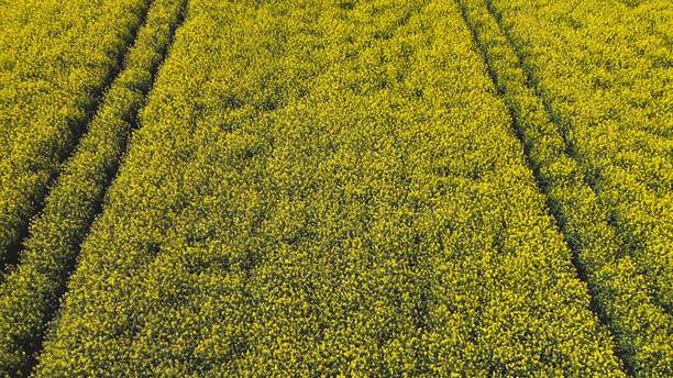 油菜花田，黄色油菜从无人机拍摄，油菜田，绿色欧洲，波兰村庄的生态土地照片，从无人机拍摄的绿色农田，鸟瞰的绿色草地，绿色草地图片下载