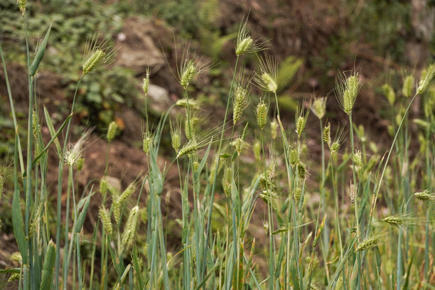未成熟小麦粒的特写照片，农业、城市农业和食品安全的概念。图片下载