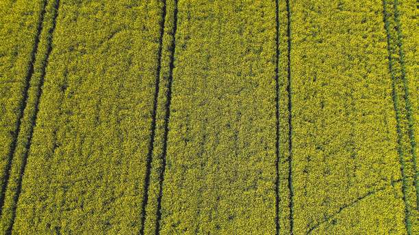 油菜花田，来自无人机的黄色油菜，油菜田，生态土地上的波兰村庄绿色照片，来自无人机的绿色农田，鸟瞰的绿色草地，绿色草地图片下载