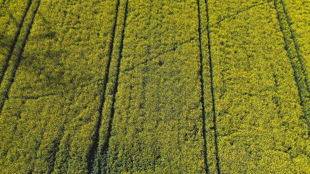 油菜花田，来自无人机的黄色油菜，油菜田，生态土地上的波兰村庄绿色照片，来自无人机的绿色农田，鸟瞰的绿色草地，绿色草地图片下载