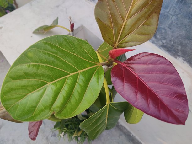 三色叶子和叶脉 - 高清库存照片图片下载