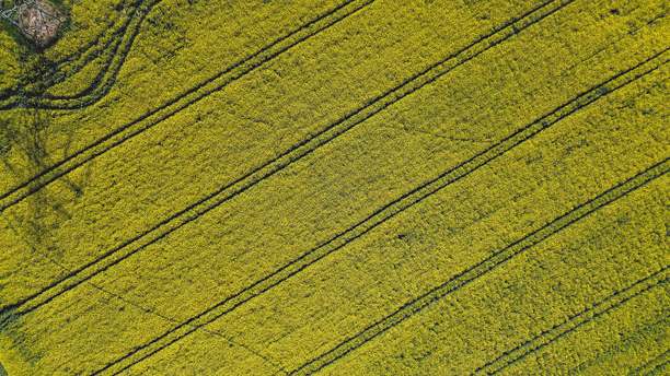 油菜花田，来自无人机的黄色油菜，油菜田，生态土地上的波兰村庄绿色照片，来自无人机的绿色农田，鸟瞰的绿色草地，绿色草地图片下载