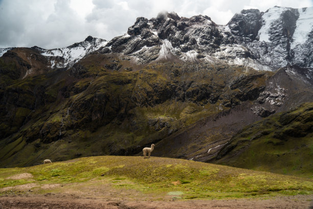 在彩虹山维尼昆卡顶上，阿尔帕卡在草地上吃草的照片，秘鲁旅行目的地和标志性景点的照片。图片下载