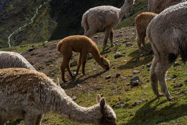 在彩虹山维尼昆卡顶上，羊驼在草地上吃草的照片，秘鲁旅行目的地和标志性景点的照片。图片下载