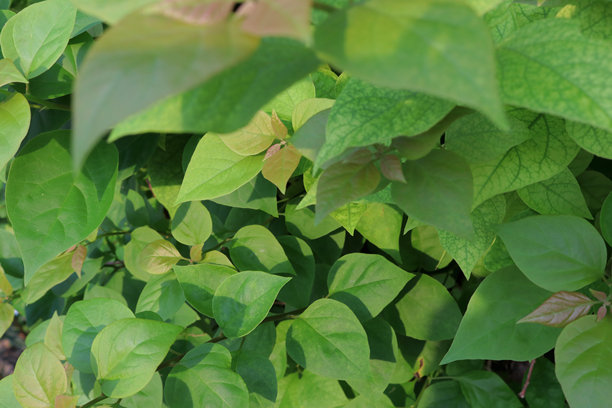 森林公园中绿色的树木、叶子、草地和灌木的照片图片下载