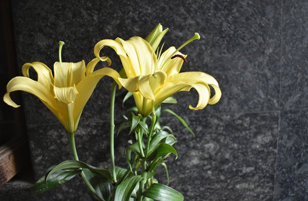 一张特写的黄色花朵图片，名为喇叭花和金色花。图片下载