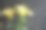 一张特写的黄色花朵图片，名为喇叭花和金色花。图片下载