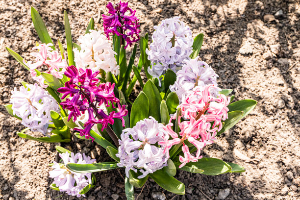 多彩的风信子花。公园里风信子的第一次春季开花。细腻的报春花香气。俯视图。真实照片。图片下载
