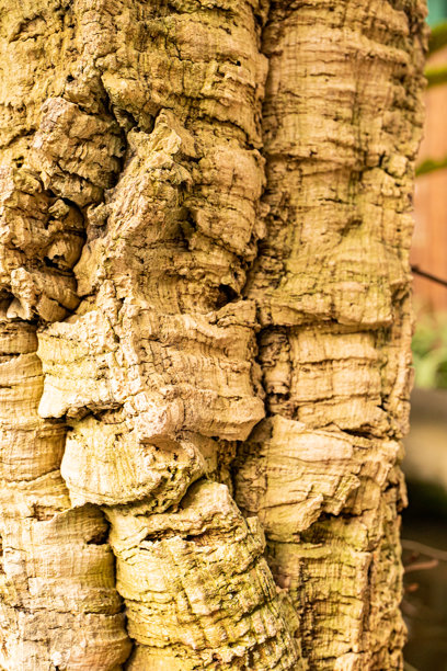 老热带树木纹理或丛林树皮特写。树干的自然纹理。真实照片。微距摄影。近距离观察。图片下载